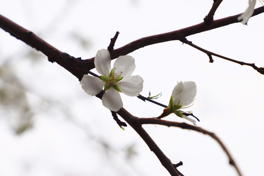 花团锦簇