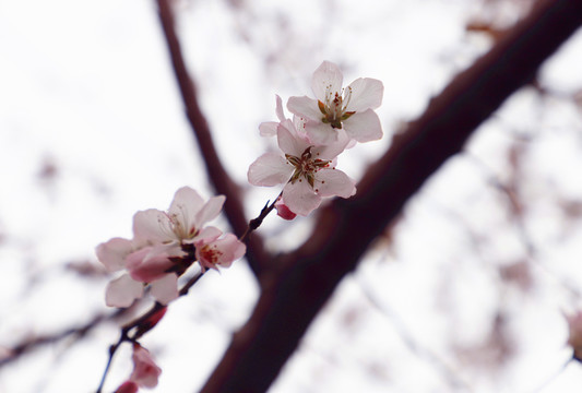 花团锦簇