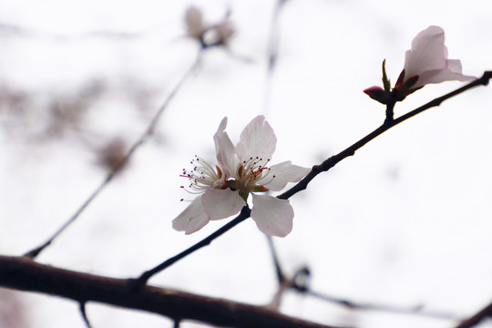 花团锦簇