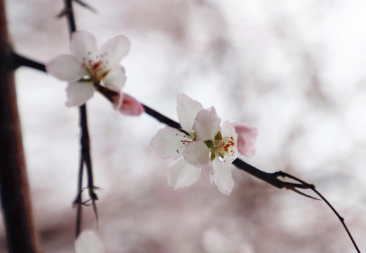 花团锦簇