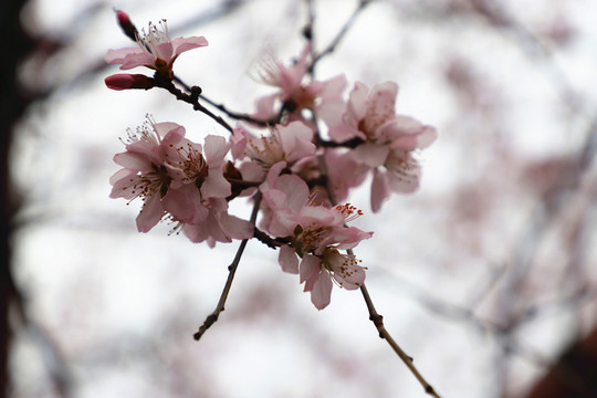 花团锦簇