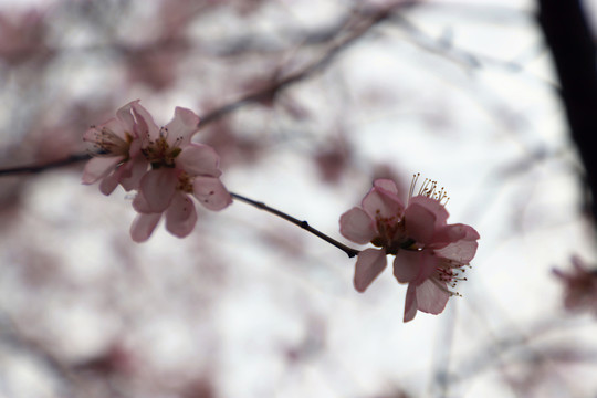 早春桃花