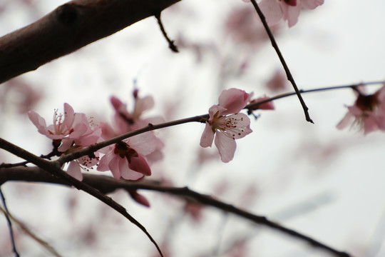 早春桃花