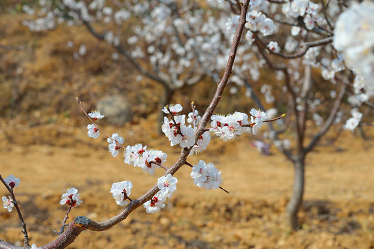 杏花三月