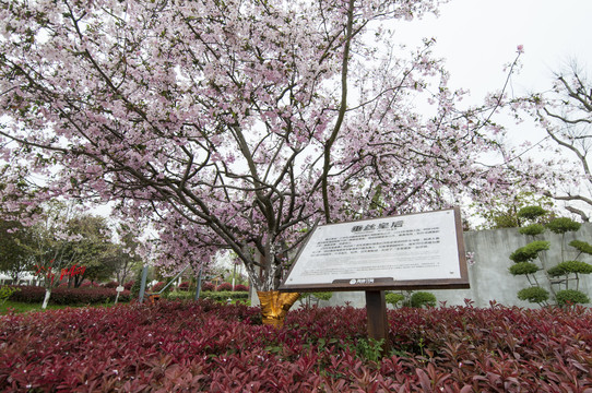 垂丝海棠花