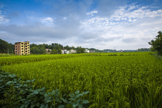 农村农田风光