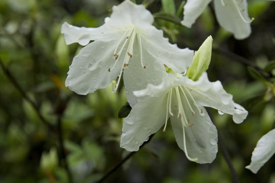 杜鹃花