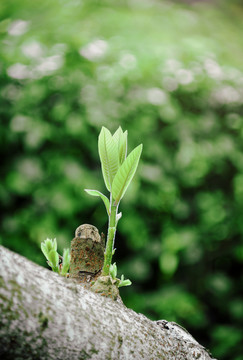 生长植物