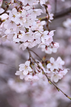 樱花灿烂