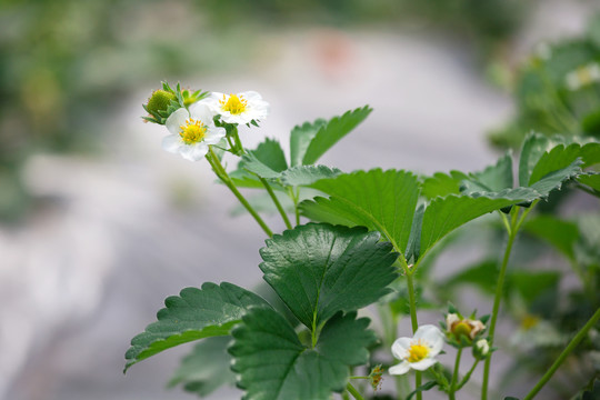 草莓花