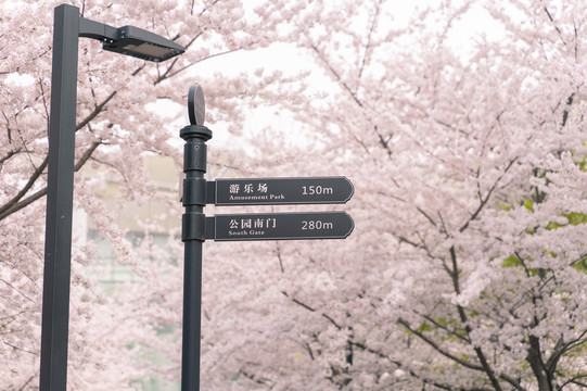 春天粉色樱花与公园指示牌