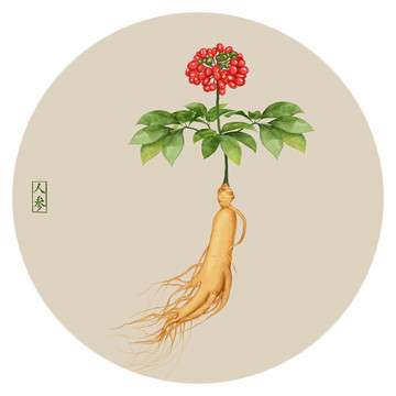人參