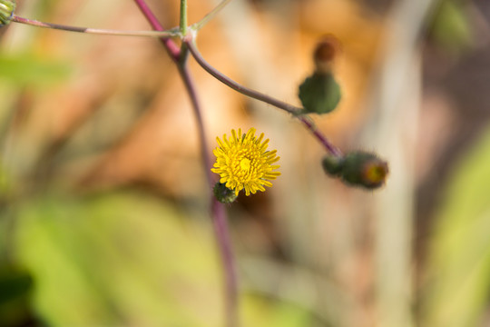 春天小花苣荬菜花