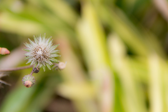 春天小花苣荬菜花