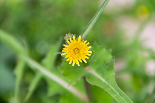 春天小花苣荬菜花