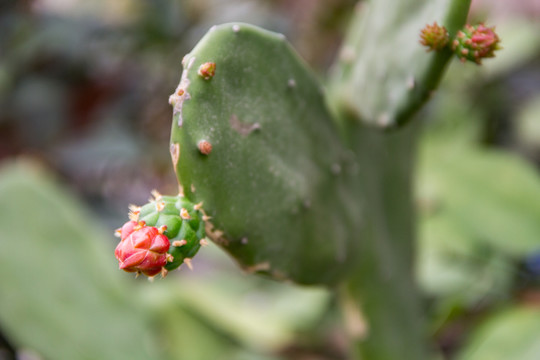 仙人掌花蕾