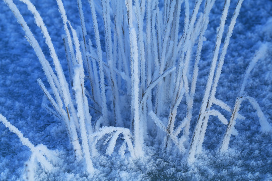 草叶霜花