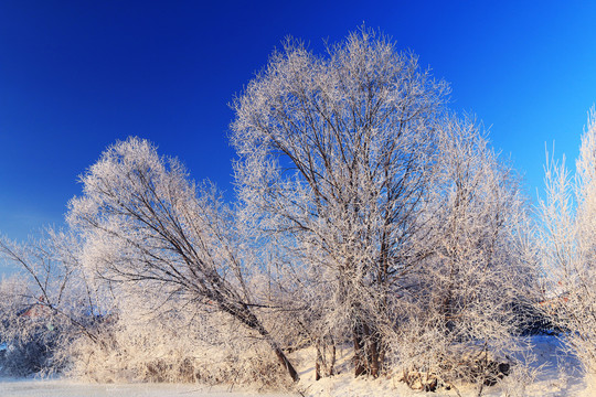 雪原树林雾凇