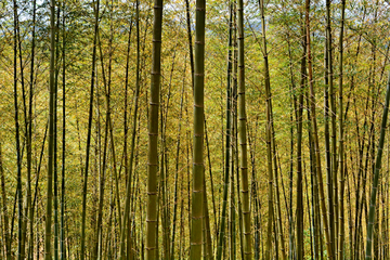 山间竹林