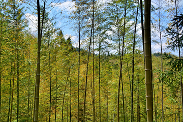 山间竹林