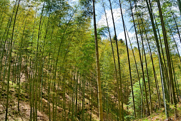 山间竹林