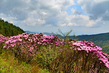 杜鹃花海