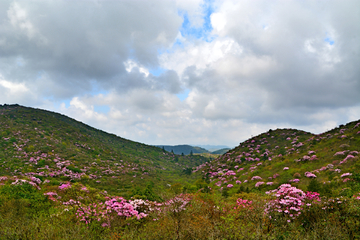 高山云锦杜鹃花海