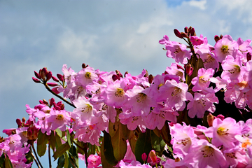 云锦杜鹃花