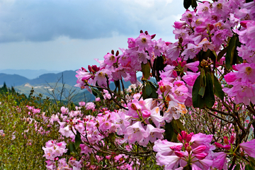 云锦杜鹃花