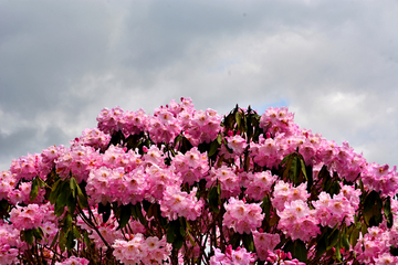 云锦杜鹃花