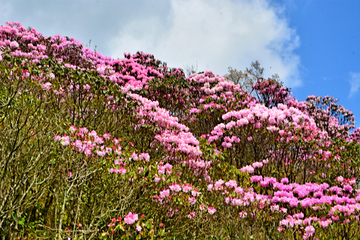 高山杜鹃花海