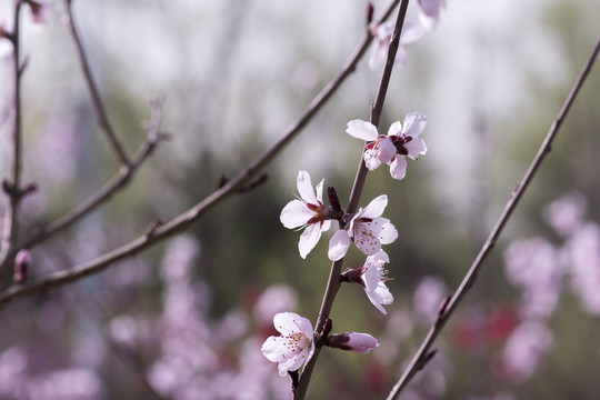 杏花