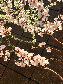 桃花桃枝