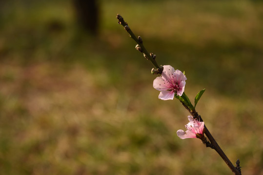 桃花