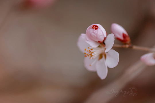 山桃花