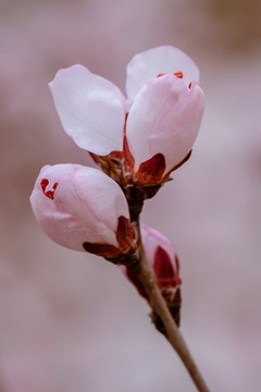 山桃花