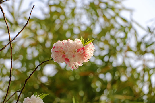 桃花