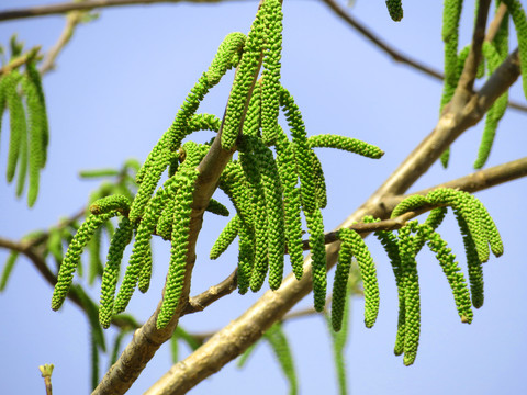 核桃花