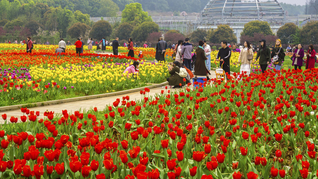 郁金香花海