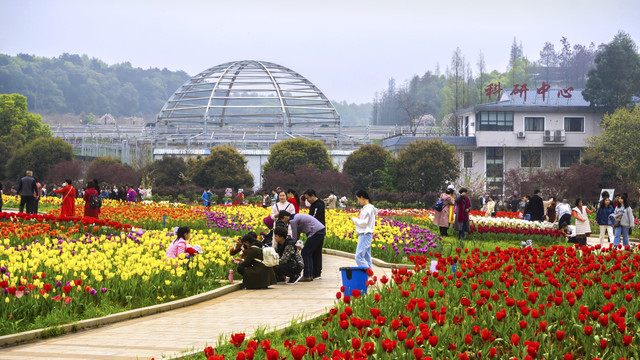 郁金香花海