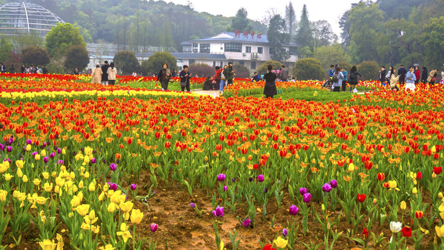 郁金香花海