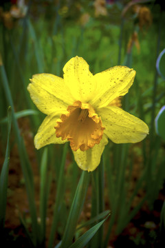 水仙花