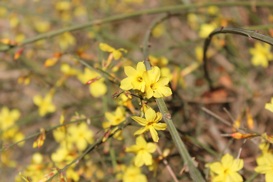 迎春花