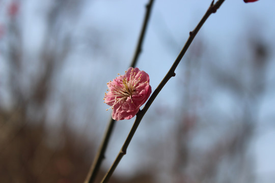 桃花