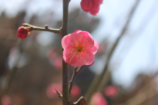 桃花