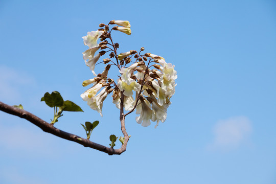 泡桐花