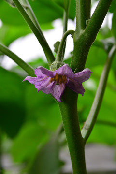 茄子花