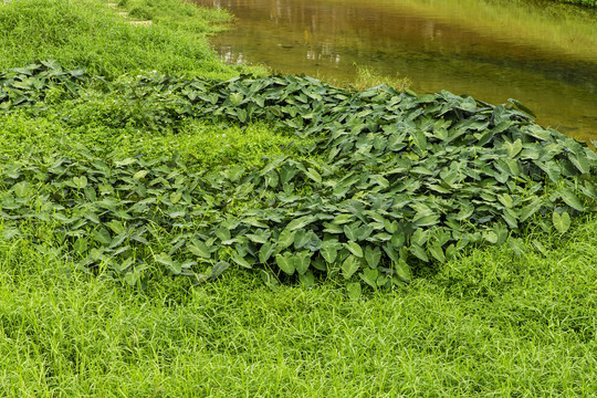 青青河边草