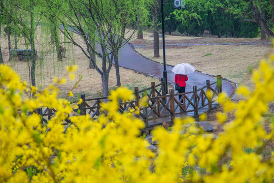 雨润春花分外美