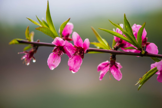 春雨润花